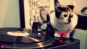 Bach za mačke – glazba koja imitira mačje predenje i sisanje