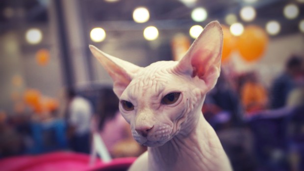 Peterbald