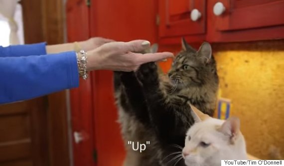 Mačke mogu naučiti znakovni jezik za gluhe osobe