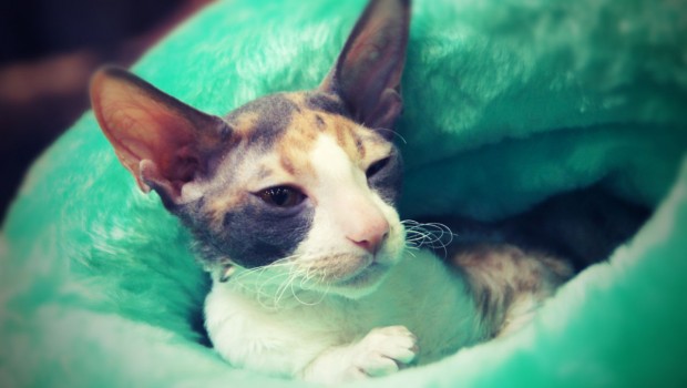 Devon Rex