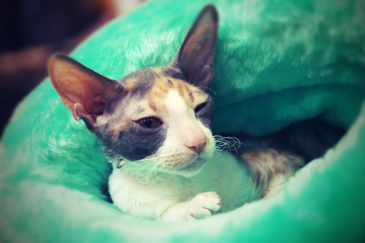 Devon Rex mačka