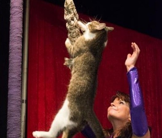 Acro Cats cirkus