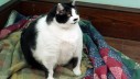 Napuštena mačka teška gotovo 15 kilograma!