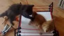 Okrutne borbe mačaka u ringu