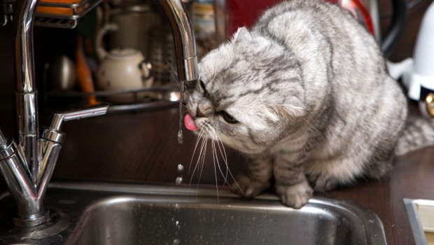 Pije li vaša mačka dovoljno tekućine?