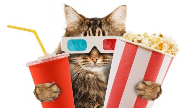 Uskoro prvo kino za mačke na svijetu!