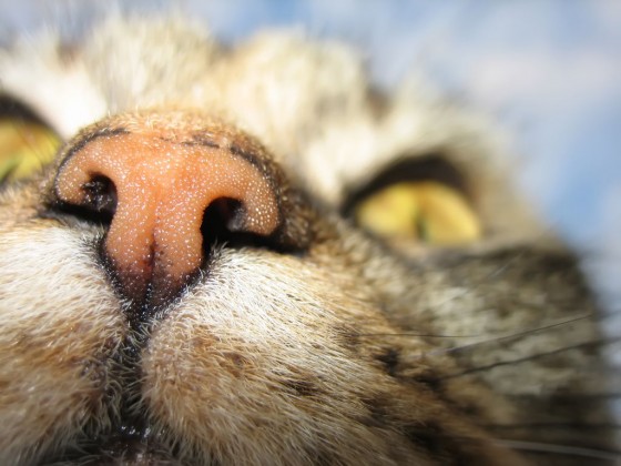Mačji nos