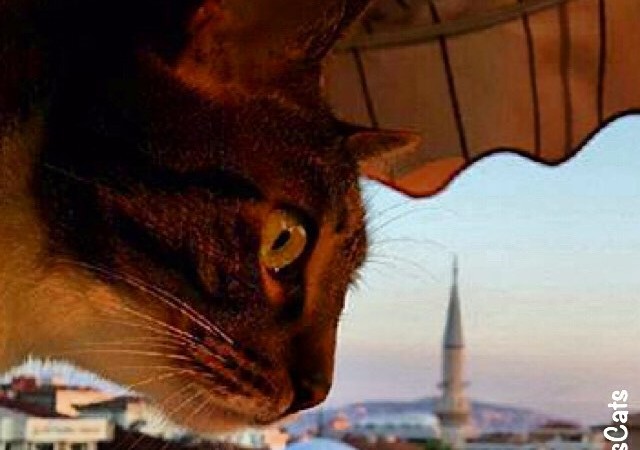 Cats of Istanbul 2