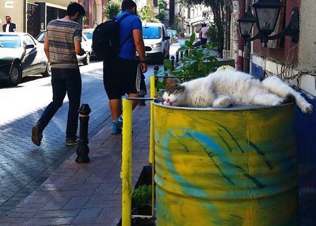 Cats of Istanbul 1