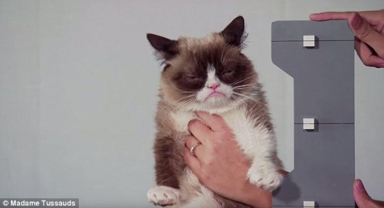 Grumpy Cat u Madame Tussauds
