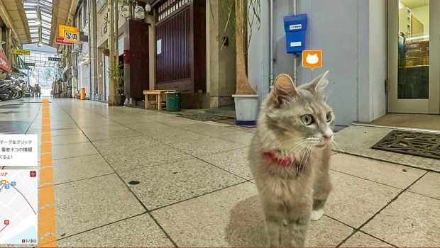 Hiroshima cat’s street view – šetnja ulicama mačjim očima