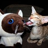Mačka i jezik