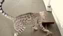 Ocicat