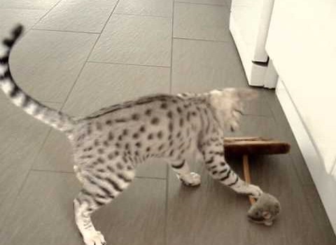 Ocicat