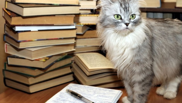 Test: je li vaša mačka genijalka?