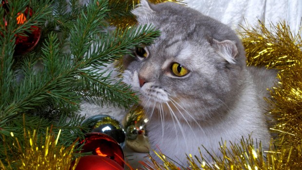 Božićna jelka i mačke – kako biti siguran?