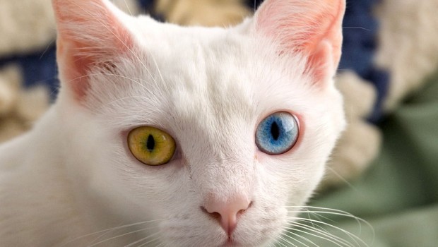 Mačke magičnih očiju – heterokromija