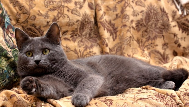 Znanstvenici otkrili pet najčešćih mačjih osobnosti