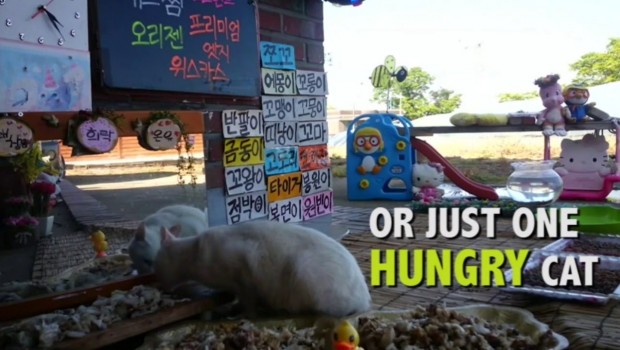 Južnokorejski TV reality – mačke lutalice