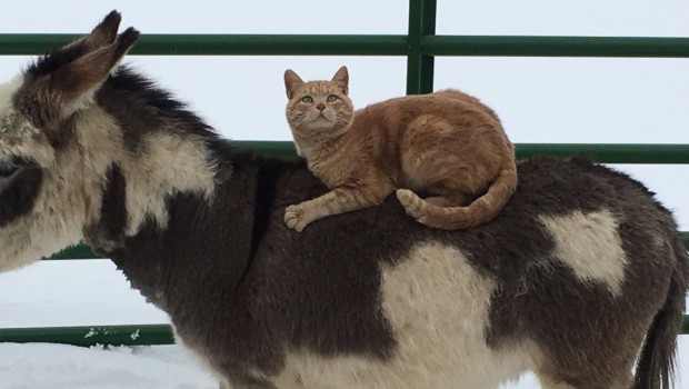 Mačak je šef na ranču i jaše konje