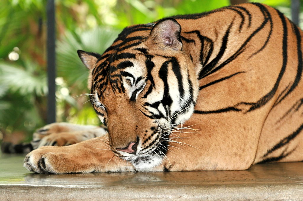 Službeno je – vaša mačka je 95% tigar!