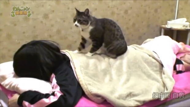 Japanski spa nudi masažu koju izvodi mačka
