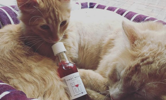 Izumljeno je vino za mačke