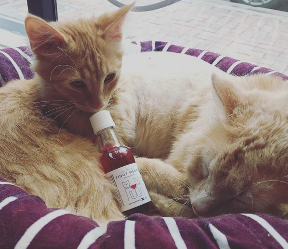 Izumljeno je vino za mačke