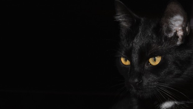 Strah od crne mačke – porijeklo praznovjerja