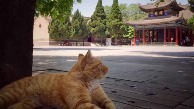 Društvene mreže spasile kineske mačke lutalice