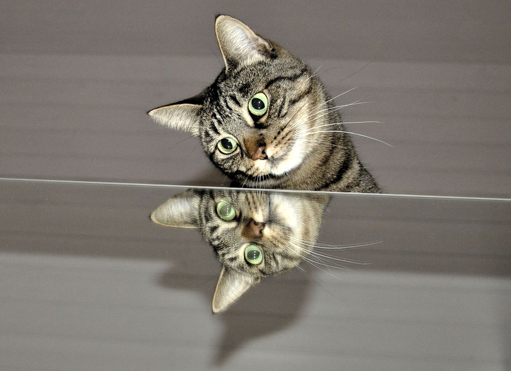 Mačka i ogledalo