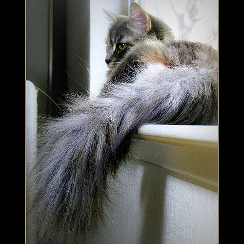 cat tail photo