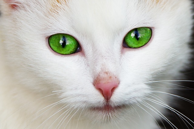 white cat photo