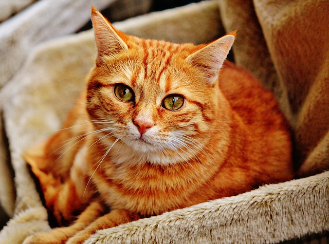 tabby cat photo