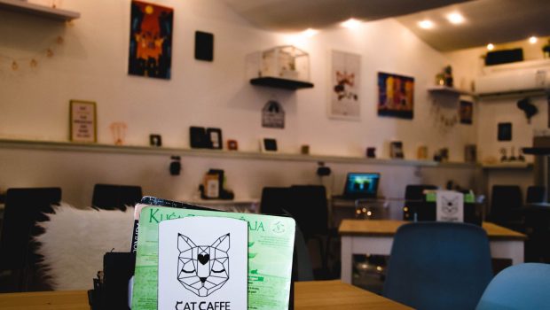 Cat caffe – mjesto za ispijanje omiljenog napitka u društvu mačaka