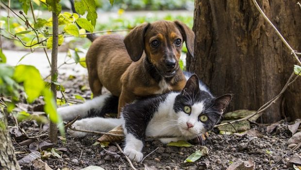 Najbolje pasmine za kućanstva koja imaju mačku